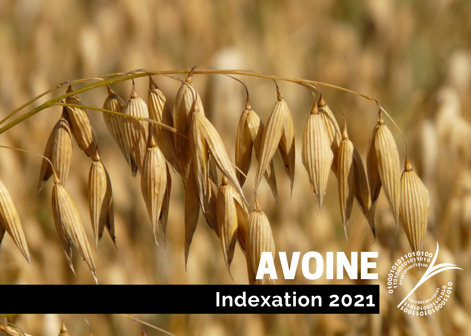 Récentes publications : Indexation 2021 - Avoine